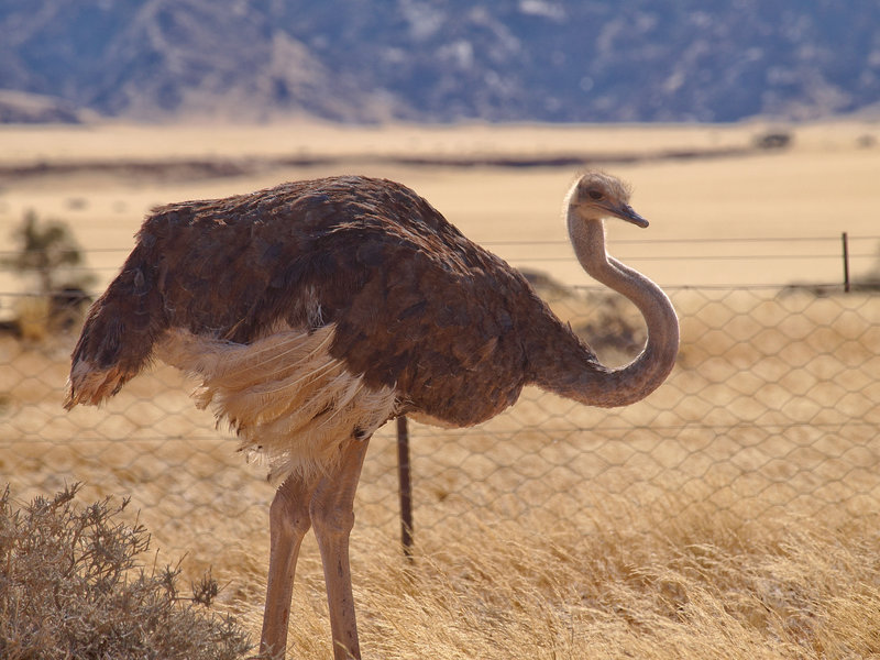 Ostrich, Namib Desert